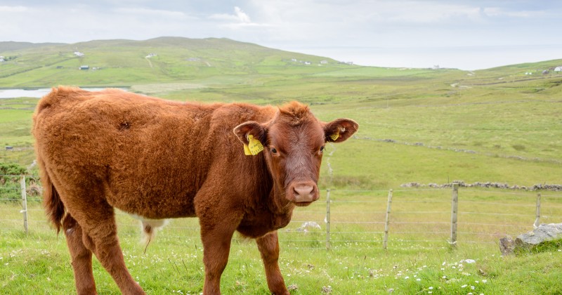 Red Angus